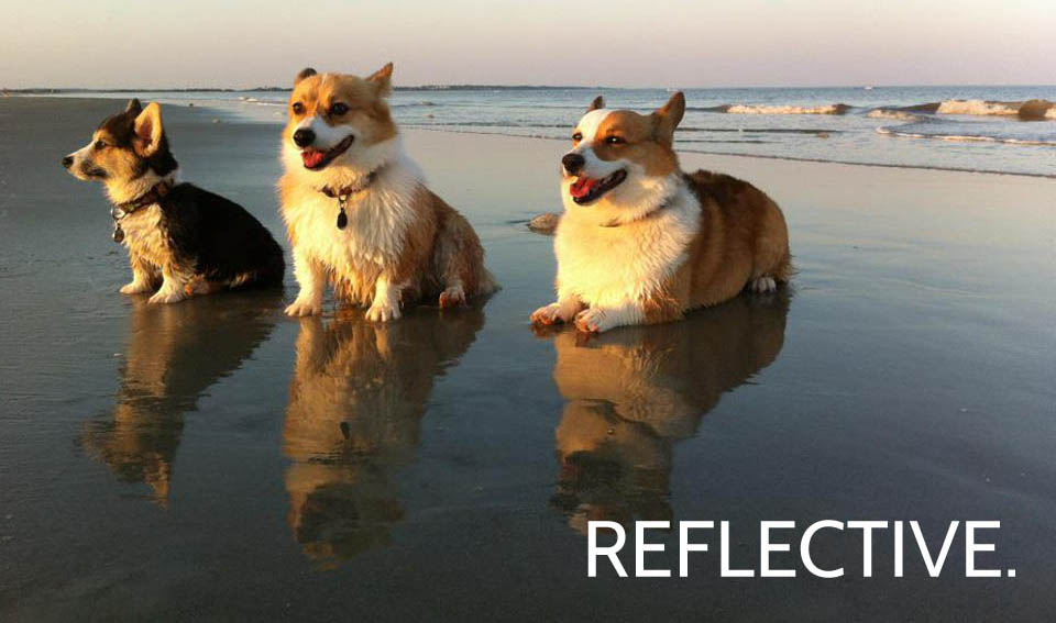 CORGIS_REFLECTIVE