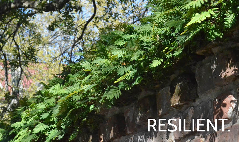 RESILIENT_RESURRECTIONFERN